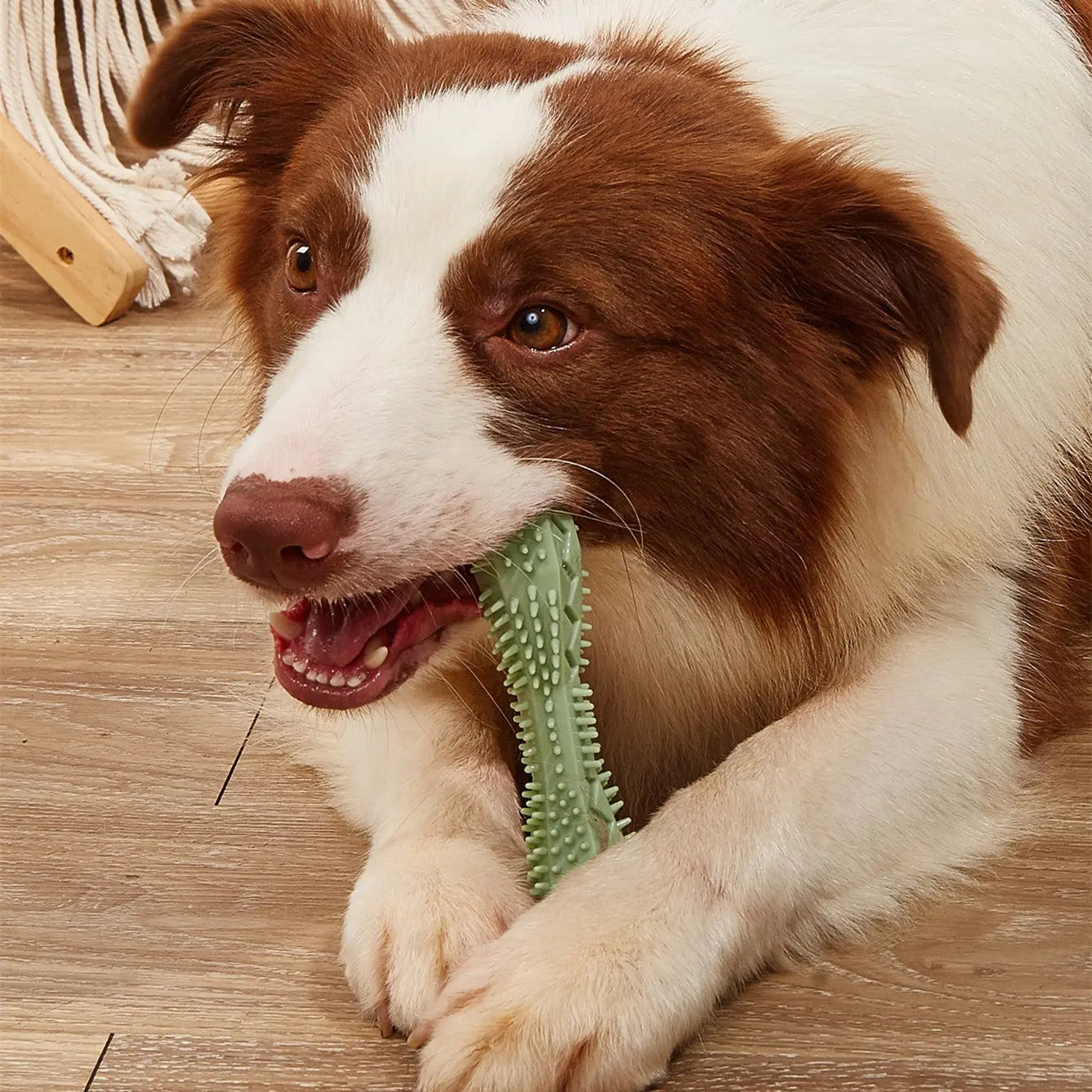 Dog Teeth Cleaning Toy KuroshiroOnline
