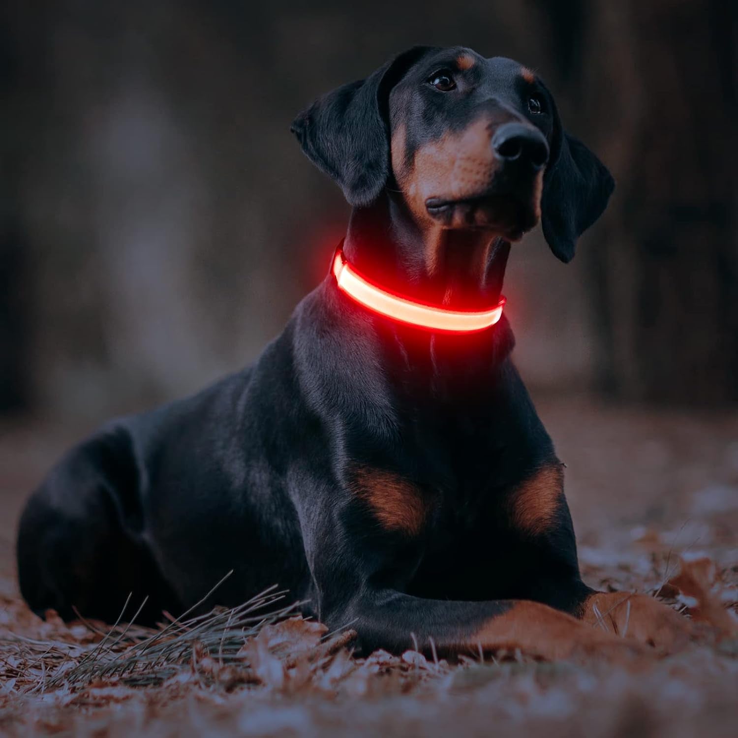 Light up Dog Collars - USB Rechargeable Glowing LED Dog Collar - High Visibility Adjustable Lighted Pet Collar, Flashing Dog Lights for Night Walking (Medium, Red)